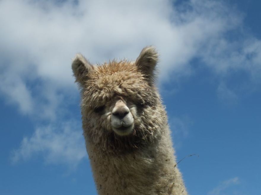 Alpacas (1)