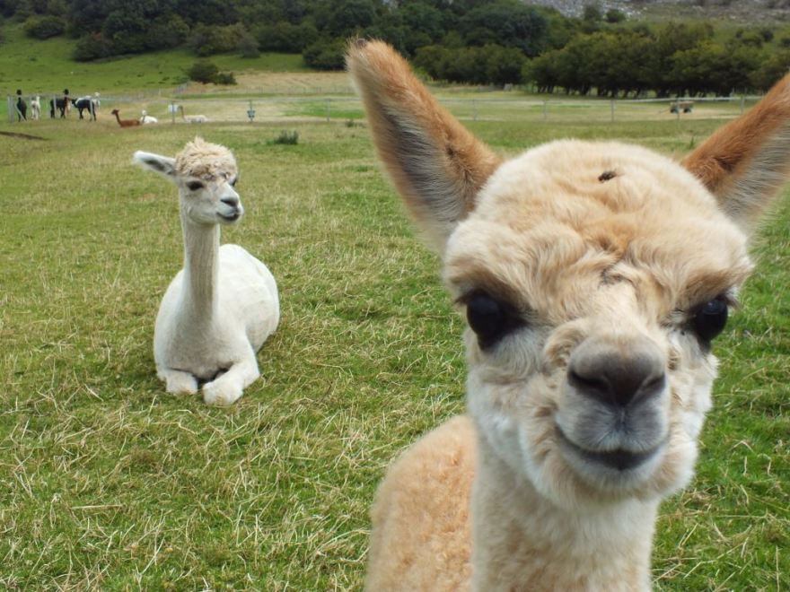 Alpacas (4).JPG